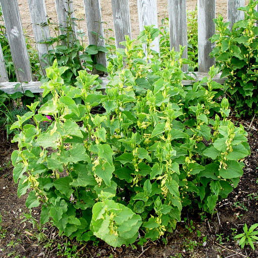 Aristolochia clematis